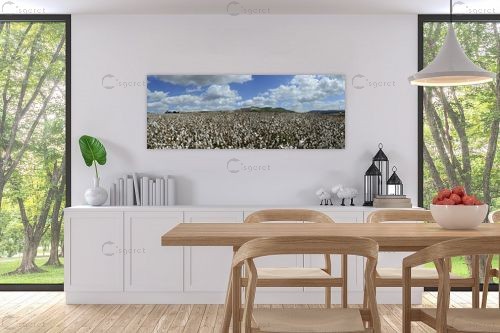 Cotton Fields Forever – ארי בלטינשטר | תמונה לקיר בסגנון כפרי