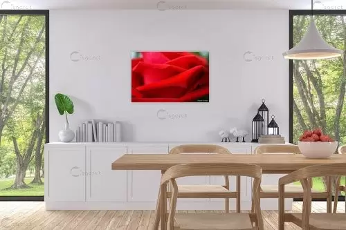 ורד – איזבלה אלקבץ | תמונה לקיר בסגנון קלאסי