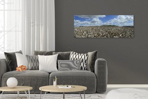 Cotton Fields Forever - ארי בלטינשטר - תמונות נוף פנורמי  - מק''ט: 209990