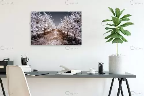 המטע הלבן - רן זיסוביץ - נופים יפים  - מק''ט: 138575