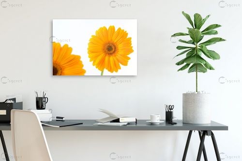 גרברה 9 – אמיר אלון | תמונה לקיר