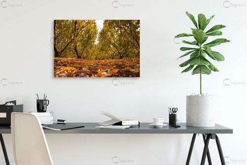 מטע שזיפים – אמיר אלון | תמונה לקיר