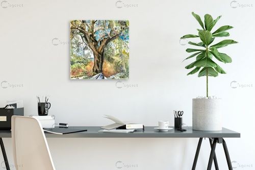 עץ זית עתיק – חיה וייט | תמונה לקיר בסגנון כפרי
