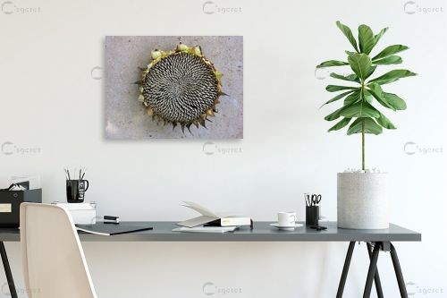 מנדלה של הטבע – מיכל פרטיג | תמונה לקיר בסגנון כפרי