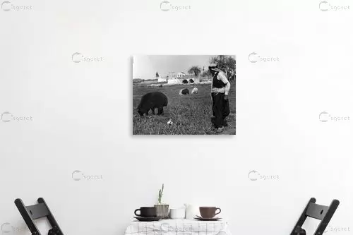 שרון 1935 - רועה עם כבשים - דוד לסלו סקלי -  - מק''ט: 142065