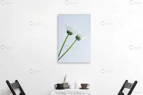 פרחים 5 - אמיר אלון - תמונות לחדר כביסה צילומים  - מק''ט: 160872