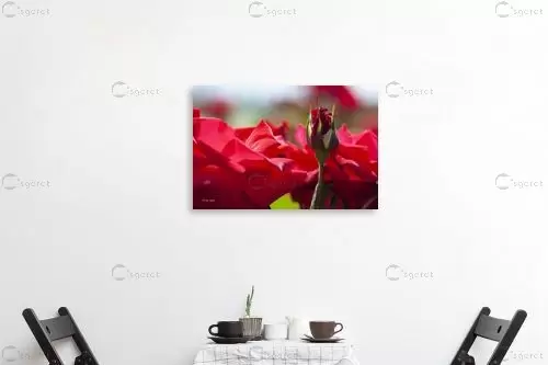 ורדים 2 - אורלי גור - תמונות תקריב מאקרו  - מק''ט: 382171