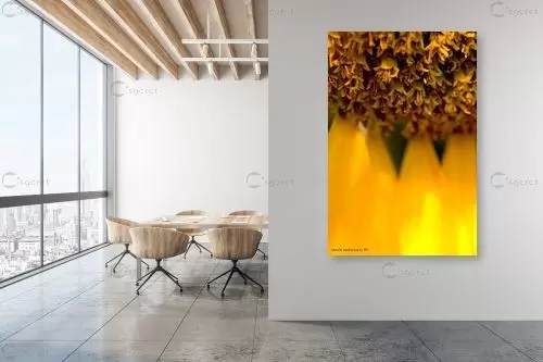 שמש צהובה - שרית סלימן - תמונות לסלון מודרני  - מק''ט: 197772