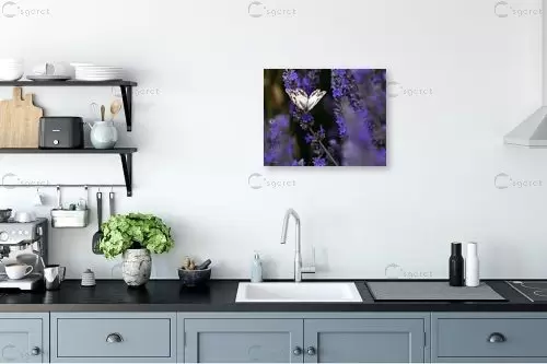 עף מפרח לפרח - אורית גפני - צילומים  - מק''ט: 447126