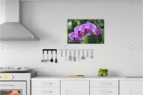 סחלבים 17 – אורלי גור | תמונה לקיר בסגנון מודרני