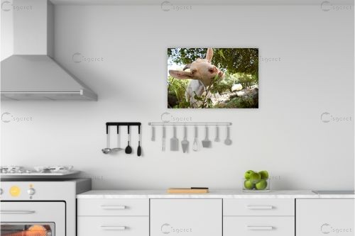 ממממהההה.... – ניר אלון | תמונה לקיר בסגנון כפרי