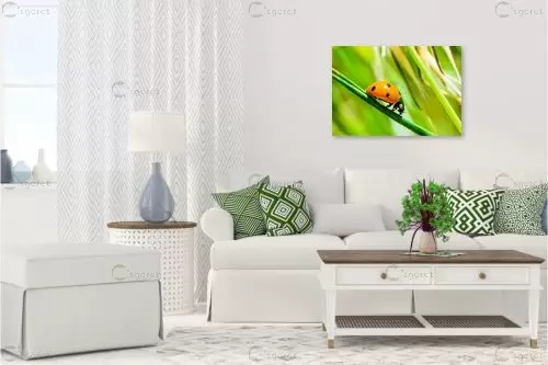 פרת משה רבנו – טניה קלימנקו | תמונה לקיר בסגנון כפרי