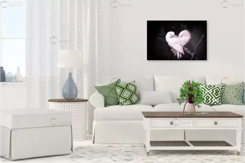 love birds – רן גולן | תמונה לקיר בסגנון מודרני