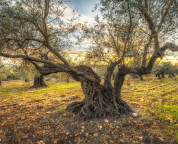 עץ זית