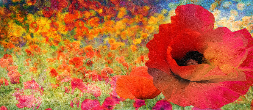 תמונות של פרחים אדומים למכירה