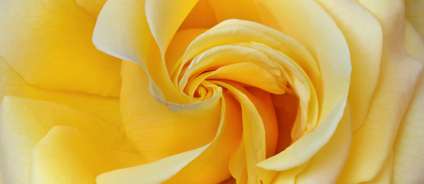 תמונות של ורדים צהובים למכירה