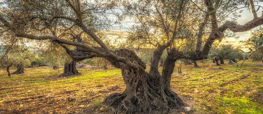 תמונות של עץ זית למכירה