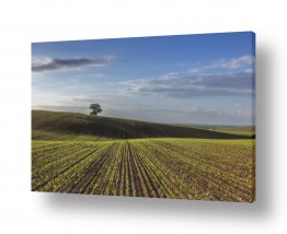 צילומים אילון גליץ | שורות של תקווה