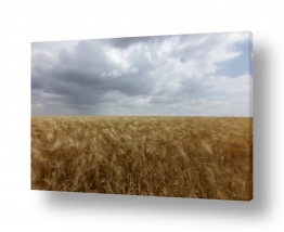 שדות שדות חיטה | שדה מרוח