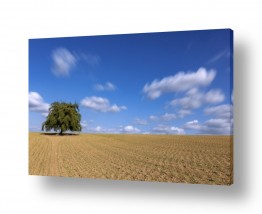 צילומים אילון גליץ | עץ בודד בחשיפה ארוכה