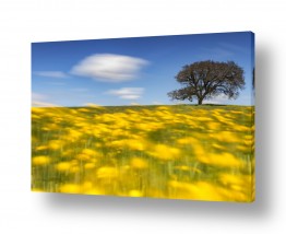 מזג אויר רוח | עץ בודד בשדה פרחים