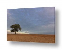 שמים עננים | עץ בודד בזריחה