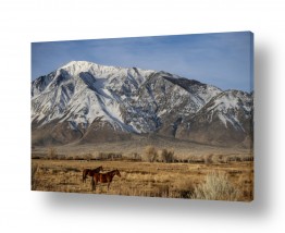 מדבקות קיר מדבקות קיר סוסים | סוסים