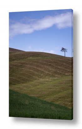 צילומים אילון גליץ | עץ בודד