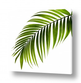 תמונות לפי נושאים צח | ענף עלים ירוקים מודרני