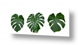 צמחים עלה | סט עלים ירוק עמוק מודרני II