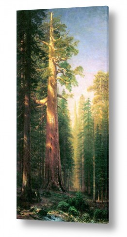 עצים אורנים | Albert Bierstadt 048
