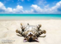 חתול על החוף 