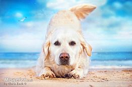 כלב על החוף 