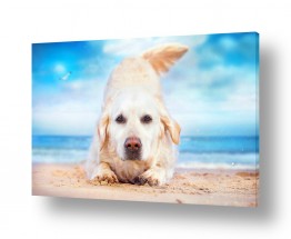ציורים ציורים של בעלי חיים | כלב על החוף 