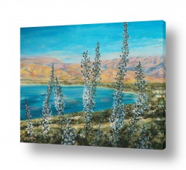 פרחים חצבים | כנרת