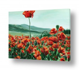 צבעים פופולארים צבע אדום | הפרג הבודד