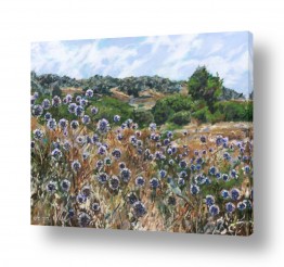 מזג אויר רוח | קיפודן סגול