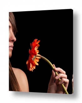 פרחים גרברה | הגברת עם הפרח