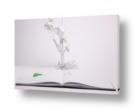 אלמנטים דקורטיביים ספרים | לבן על לבן