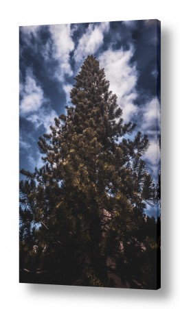 אלינה מיטלמן הגלרייה שלי | עץ ושמיים