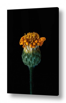 צילומים טבע דומם בצילום | פרח