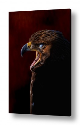 בעלי חיים - חיות ציפורים | פורטרט