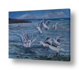 ציפורים שחפים | שחפים