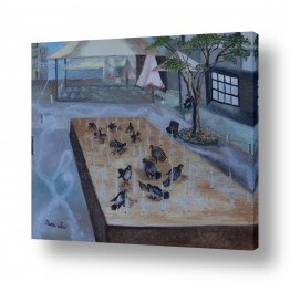 ציפורים יונים | יונים ברחצת בקר