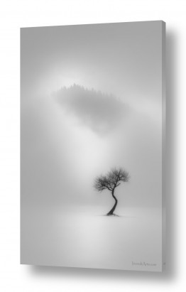 רגשות בדידות | עץ הדממה