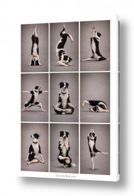 יובל אמיר הגלרייה שלי | יוגה לכלבים