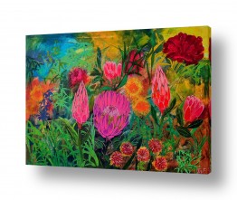 פרחים צבעונים טוליפים | פרחים אוסטרליים