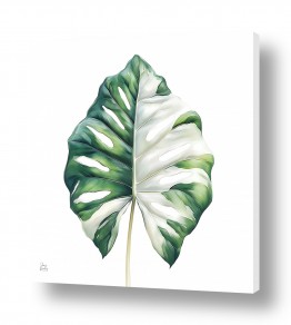 צבעים פופולארים צבע לבן | מונסטרה דליקיוזה מלכותי