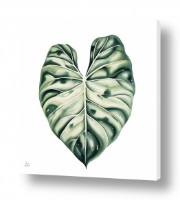 ציורים גנה ליטמן | קלדיום ביקולור 'מוניה'