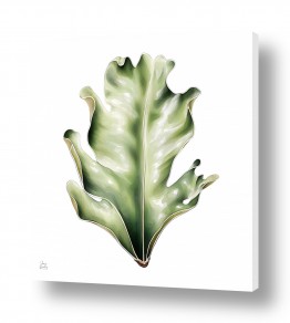 ציורים גנה ליטמן | פילודנדרון מפוצל פראי